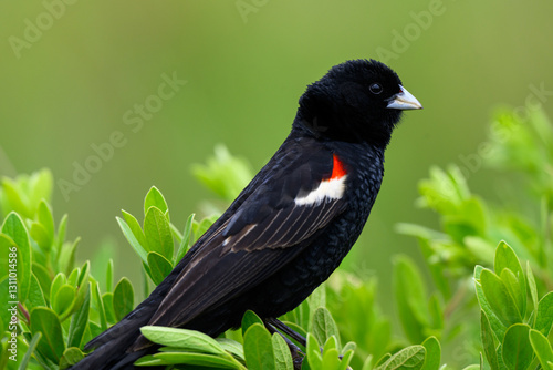 Closeup of a male long-tailed widowbird in breeding plumage perched on a shrub. photo