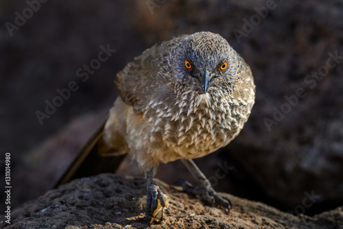 Tight closeup of an arrow marked babbler photo