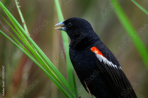 Closeup of a male long-tailed widowbird in breeding plumage perched on a shrub.