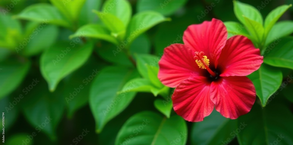 custom made wallpaper toronto digitalTwo vibrant red hibiscus blossoms against lush green foliage, tropical, texture