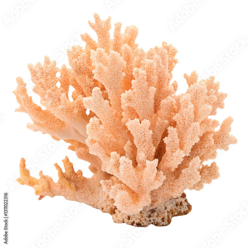 light coral isolated on a transparent background