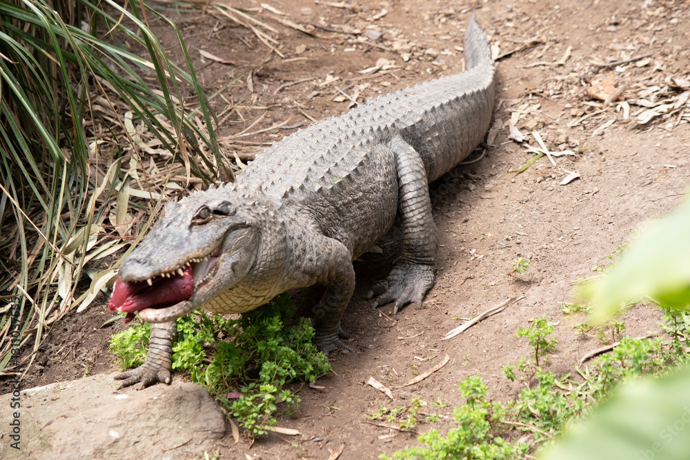 Obraz premium the alligator is carrying a lump of meat