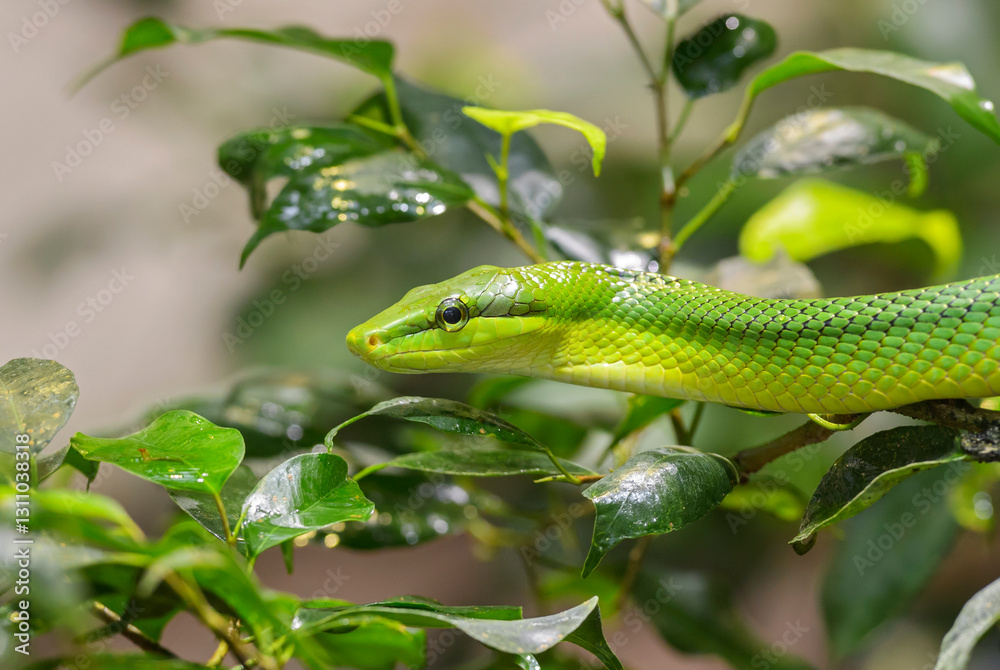 Red-tailed Green Ratsnake - Gonyosoma oxycephalum, portrait of beautiful green snake endemic to forests and bushes of Southeast Asia, Malaysia. Red-tailed Green Ratsnake - Gonyosoma oxycephalum, portrait of beautiful green snake endemic to forests and bushes of Southeast Asia, Malaysia.