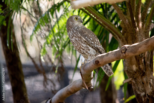 Schilderij op canvas The barking owl has bright yellow eyes and no facial-disc