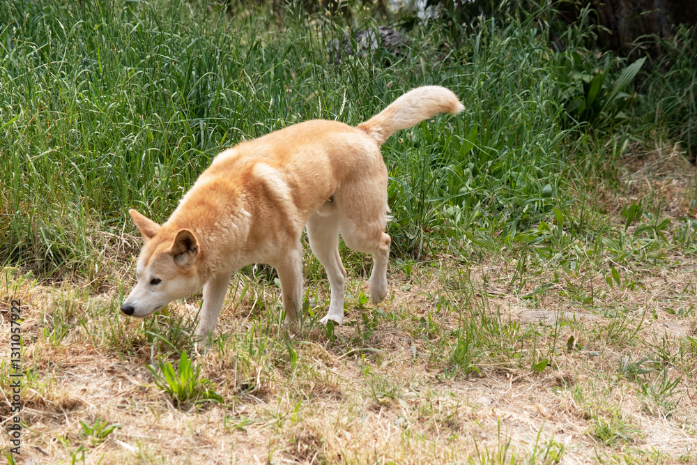 Dingos have a long muzzle, erect ears and strong claws. They usually have a ginger coat and most have white markings on their feet, tail tip and chest. Dingos have a long muzzle, erect ears and strong claws. They usually have a ginger coat and most have white markings on their feet, tail tip and chest.