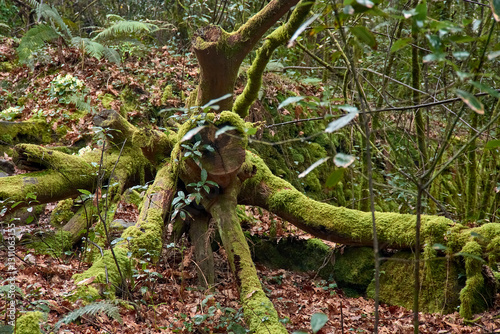Mysterious fallen tree covered in vibrant green moss deep in an enchanted forest photo