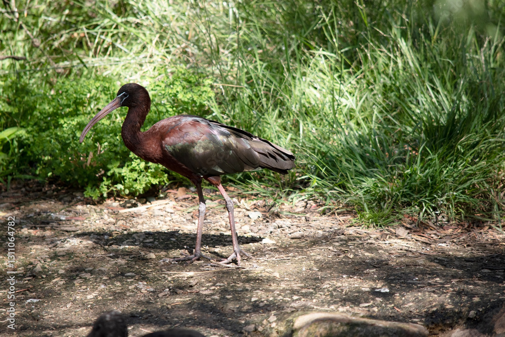 Obraz premium this is a side view of a glossy ibis