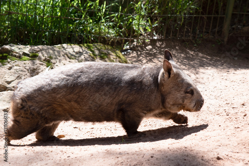 The hairy-nosed wombats have softer fur, longer and more pointed ears and a broader muzzle fringed with fine whiskers then common wombats. photo