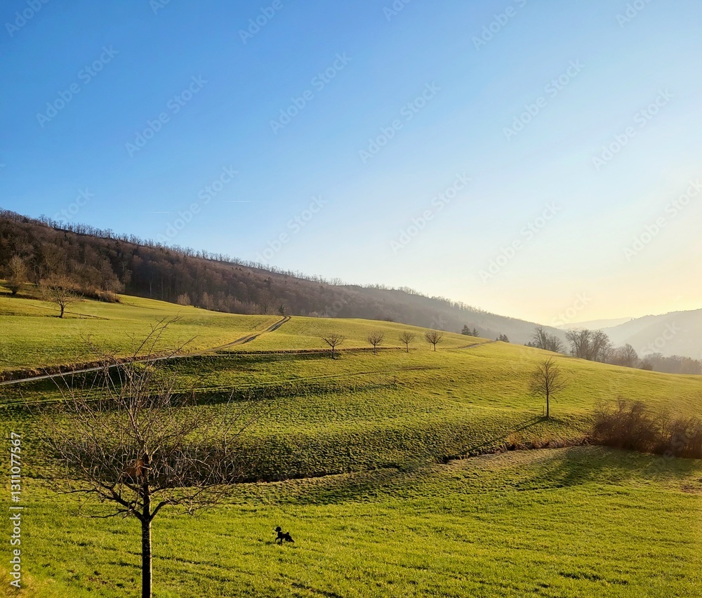 Obraz premium field of spring grass and perfect sky