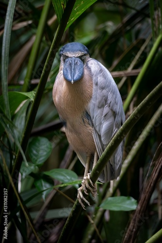 Boat-billed heron in tropical rainforest foliage. photo
