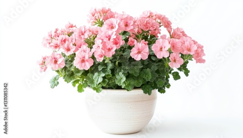 Wallpaper Mural Pink Geraniums in White Pot Torontodigital.ca