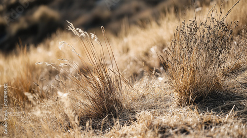 Golden dry grass field meadow nature autumn season landscape wild image rural brown flora earth
