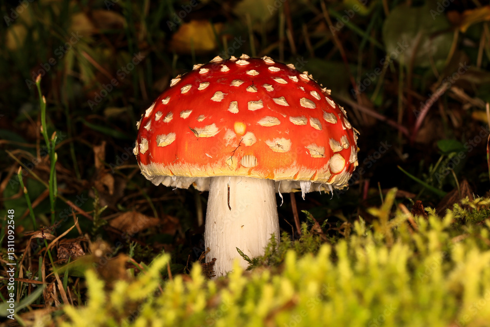 Close-up image of a poisonous mushroom called a fly agaric. Close-up image of a poisonous mushroom called a fly agaric.