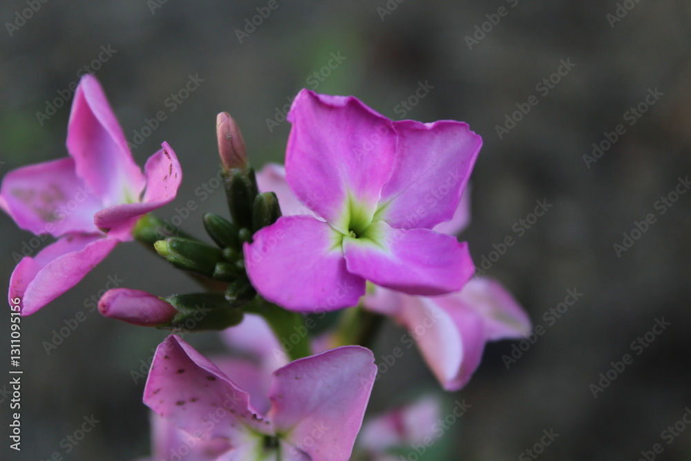 Matthiola incana or Hoary stock Pink flowers
Matthiola incana or Hoary stock Pink flowers
