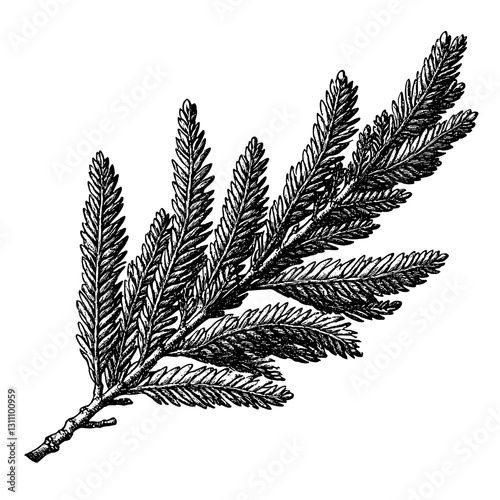 Intricately detailed engraved illustration of a cedar branch perfect for tattoo and packaging design inspiration