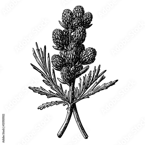Engraved illustration of a flowering plant with detailed botanical features like leaves and seed pods in artistic vector style