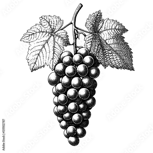 Elegant engraved illustration of a grapevine showcasing detailed artistry in a classic design