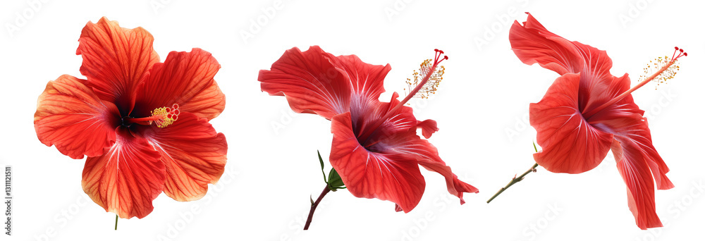 Fototapeta premium set of bright red hibiscus flower isolated in transparent background