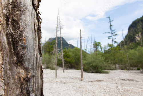 A male Rosalia longicorn (Roasila alpina) on a Sycamore, in the background the remains of a dead forest in an alluvial cone