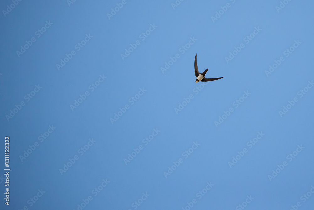 alpine swift (apus melba) in flight against the blue sky alpine swift (apus melba) in flight against the blue sky