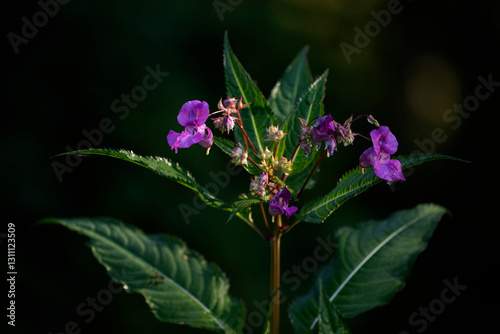 himalayan balsam (impatiens glandulifera) is a hihgly invasive plant species (neophyte) in Europe
