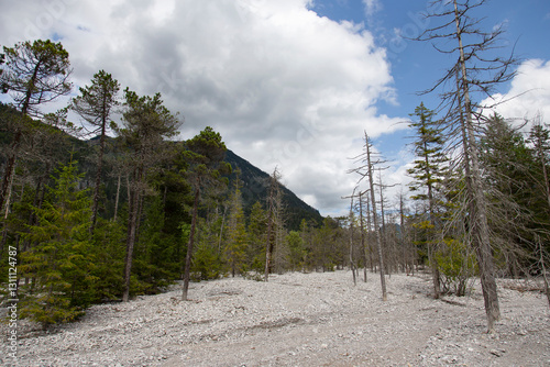 typical alpine landscape: remains of a dead spruce forest in an alluvial cone