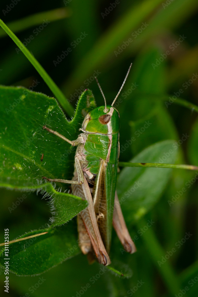 almost adult (nymphe) of a stripe-winged grasshopper (stenobothrus lineatus) almost adult (nymphe) of a stripe-winged grasshopper (stenobothrus lineatus)