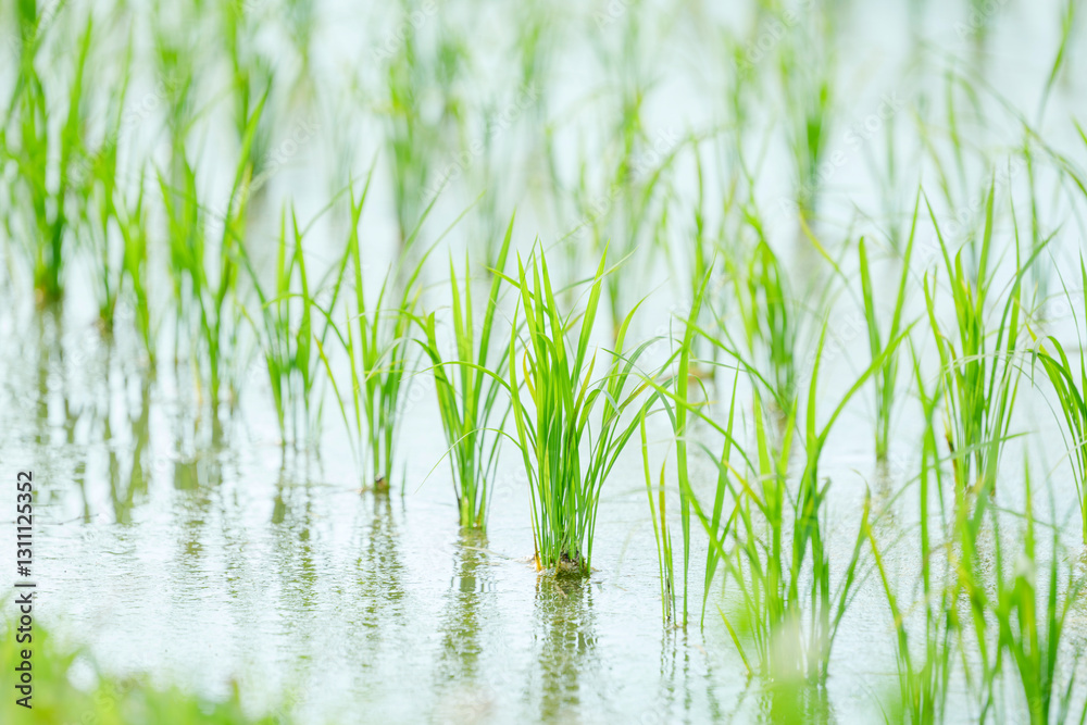 Obraz premium Summer rice field, close-up of rice seedling