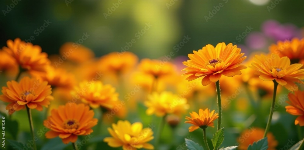 Vibrant orange and yellow blooms fill summer garden bed, august, nature, macro Vibrant orange and yellow blooms fill summer garden bed, august, nature, macro