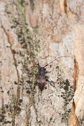 Black-clouded Longhorn Beetle (Leiopus nebulosus) on a Sycamore trunk photo