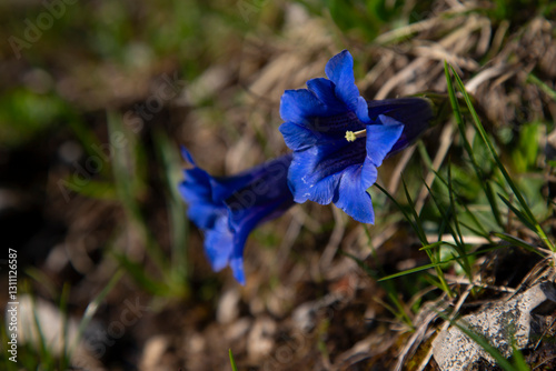 Blooming Clusius' Gentian (Gentiana clusii) photo