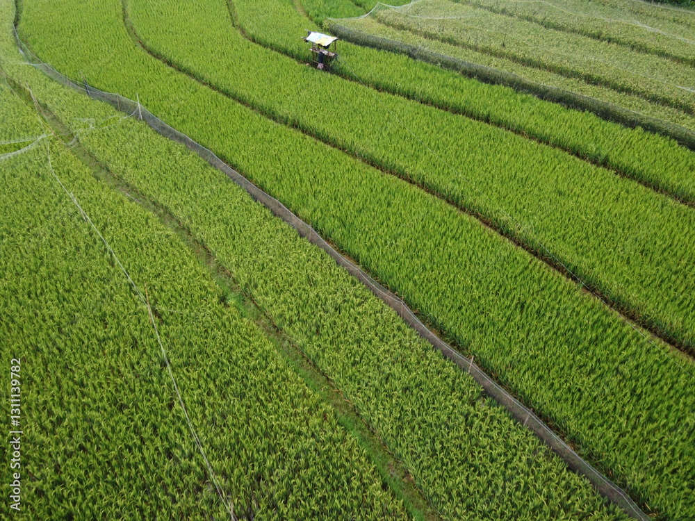 panorama of agrarian rice fields landscape in Central Java, like a terraced rice fields ubud Bali Indonesia panorama of agrarian rice fields landscape in Central Java, like a terraced rice fields ubud Bali Indonesia