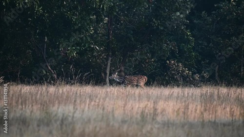 Spotted deer stag going entering the dense jungle of Sanjay dubri national park photo
