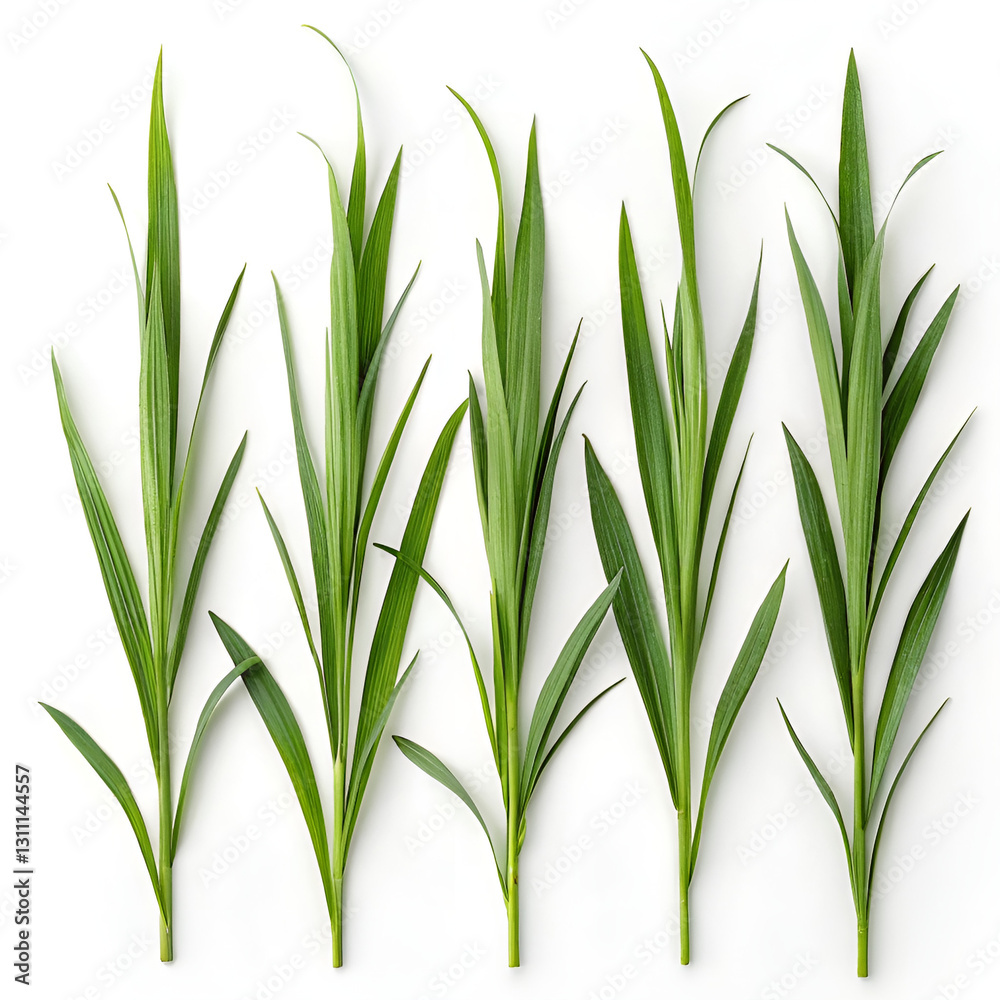 Obraz premium green grass isolated on white