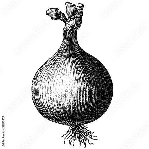 Detailed engraving of an onion showcasing intricate lines and textures in a vector format suitable for tattoo designs