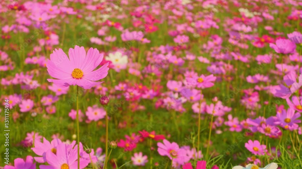 Vibrant Pink Cosmos Flowers Blooming in a Sunny Field Landscape Vibrant Pink Cosmos Flowers Blooming in a Sunny Field Landscape