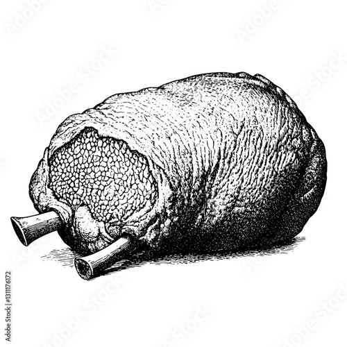 Unique engraved vector illustration of an unusual object resembling a textured rock or mineral with protruding features