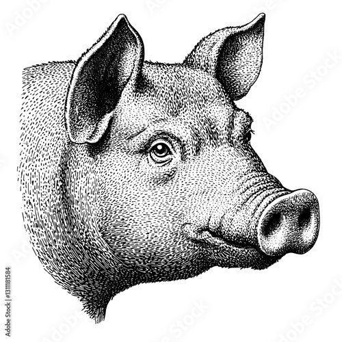 Engraved vector illustration of a pig head designed for a tattoo or art project featuring intricate details