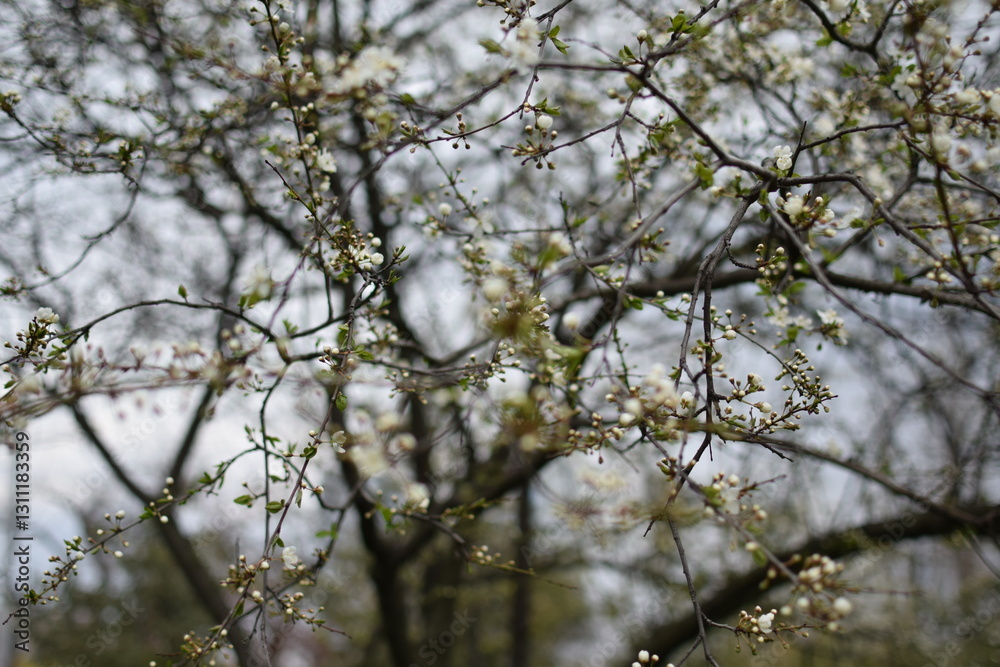 Blooming Apricot Tree Branches with Pink Flowers, Spring Blossom Blooming Apricot Tree Branches with Pink Flowers, Spring Blossom
