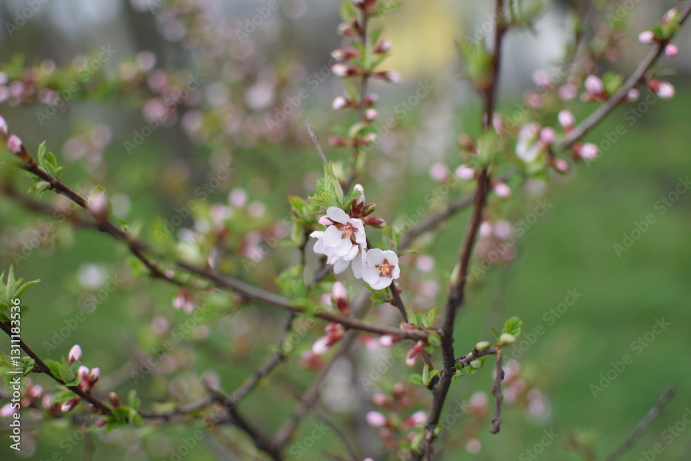 Blooming Apricot Tree Branches with Pink Flowers, Spring Blossom Blooming Apricot Tree Branches with Pink Flowers, Spring Blossom