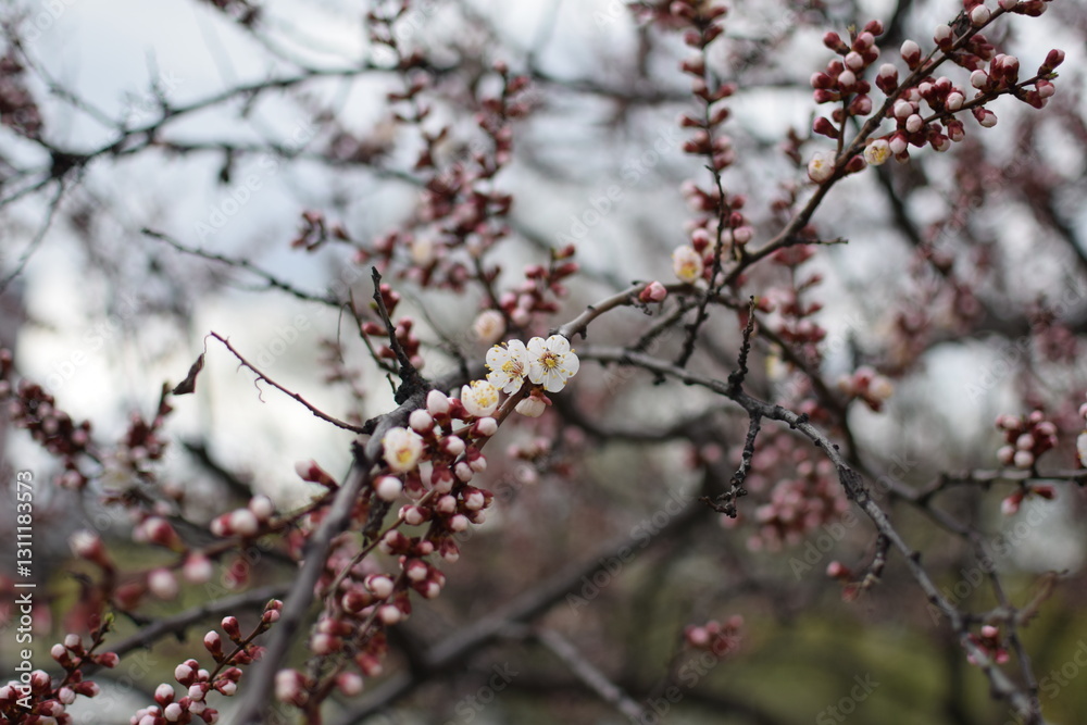 Blooming Apricot Tree Branches with Pink Flowers, Spring Blossom Blooming Apricot Tree Branches with Pink Flowers, Spring Blossom