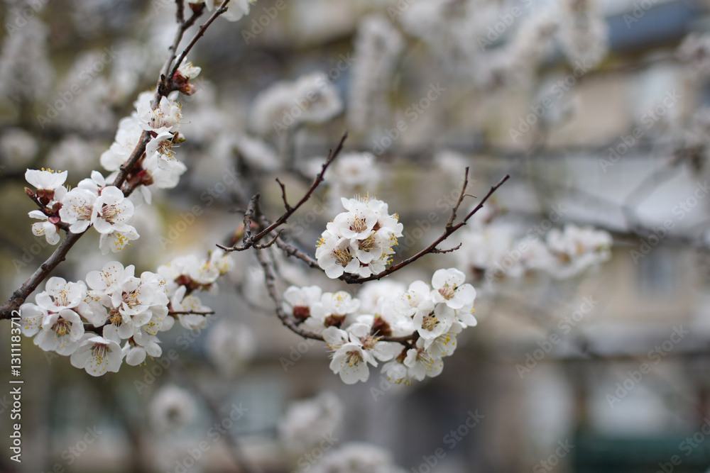 Blooming Apricot Tree Branches with Pink Flowers, Spring Blossom Blooming Apricot Tree Branches with Pink Flowers, Spring Blossom