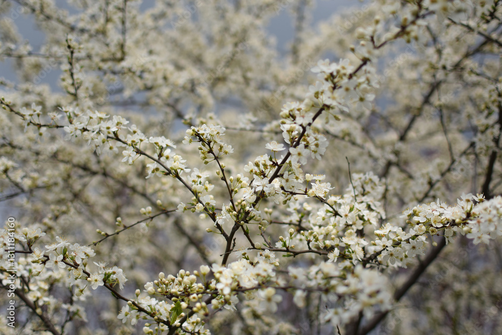 Blooming Apricot Tree Branches with Pink Flowers, Spring Blossom Blooming Apricot Tree Branches with Pink Flowers, Spring Blossom
