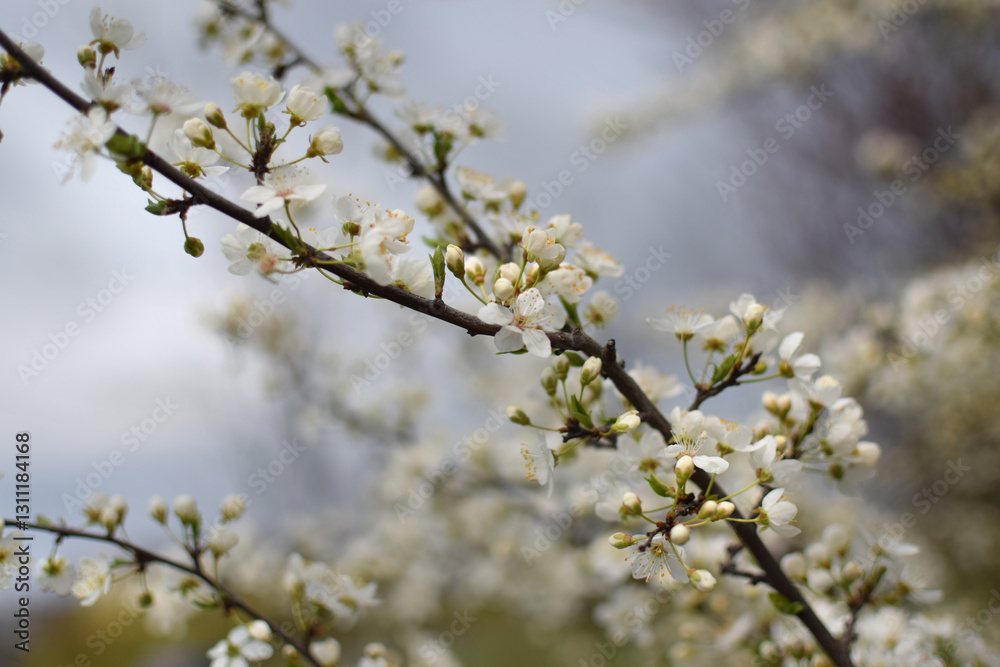 Blooming Apricot Tree Branches with Pink Flowers, Spring Blossom Blooming Apricot Tree Branches with Pink Flowers, Spring Blossom