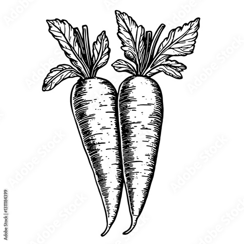 Detailed engraving of twin radishes with leafy tops designed for tattoo art or vector illustrations