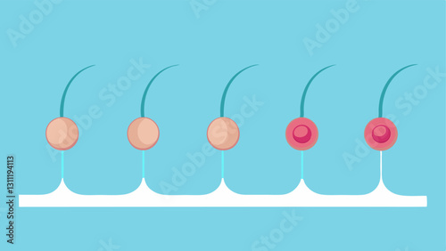 TimeLapse Growth A sequence of illustrations showing a series of hair growth stages over time with exosomes making gradual improvements to follicle health and hair density.