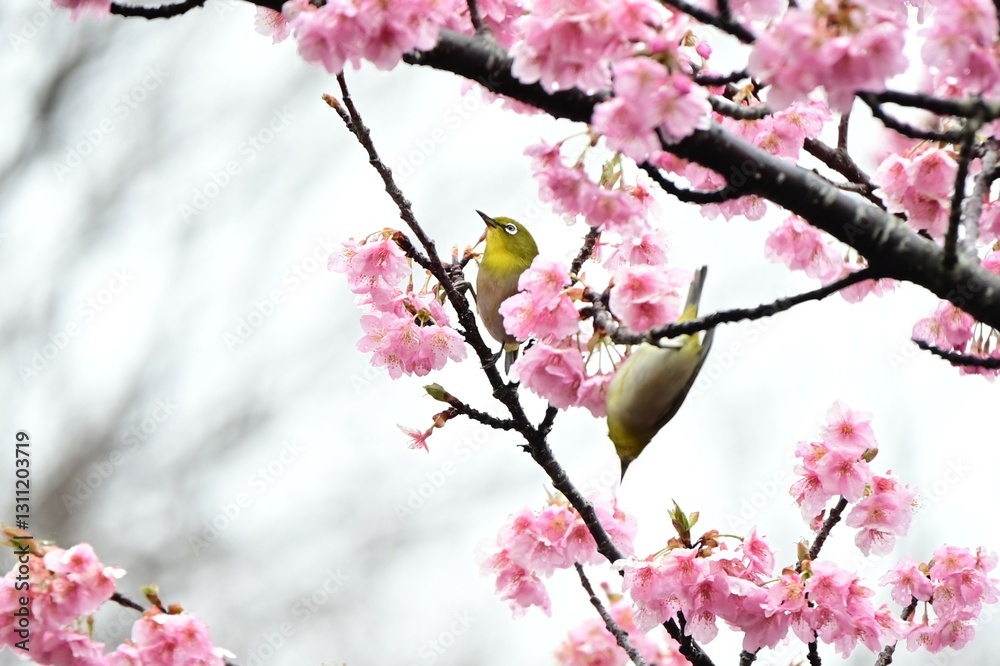 Japanese white-eyes flocking to cherry blossoms in search of nectar. Seasonal background material of Japanese spring wild birds. Japanese white-eyes flocking to cherry blossoms in search of nectar. Seasonal background material of Japanese spring wild birds.