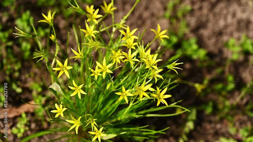 The yellow Star of Bethlehem in the spring in the garden gently sways under the light spring wind The yellow Star of Bethlehem in the spring in the garden gently sways under the light spring wind