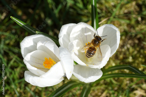 Western honey bee or European honey bee (Apis mellifera), family Apidae on a white flowers of crocus. Dutch garden. March, Netherlands photo