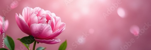 Wallpaper Mural Soft focus pink peony blossoms, romantic floral backdrop, floral design, background Torontodigital.ca